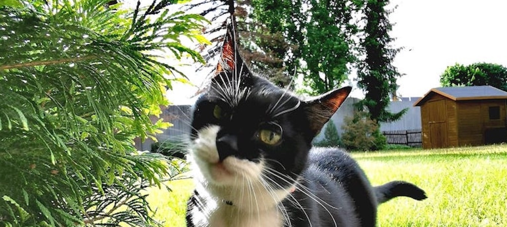 Katzenkastration für den Tierschutz