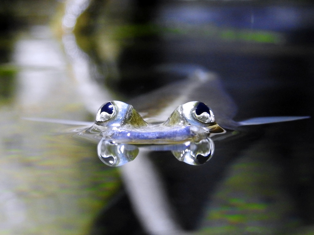 Fische unter der Lupe — Workshop für Erwachsene im Aquazoo