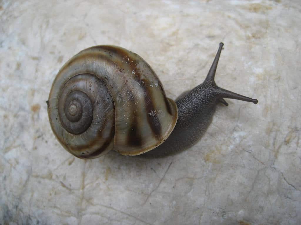 Vortrag des “Club Conchylia” am Sonntag im Aquazoo