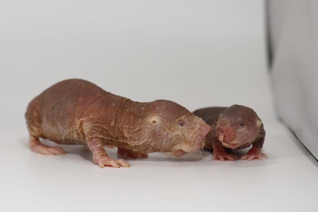 Royaler Nachwuchs erfreut Aquazoo Löbbecke Museum