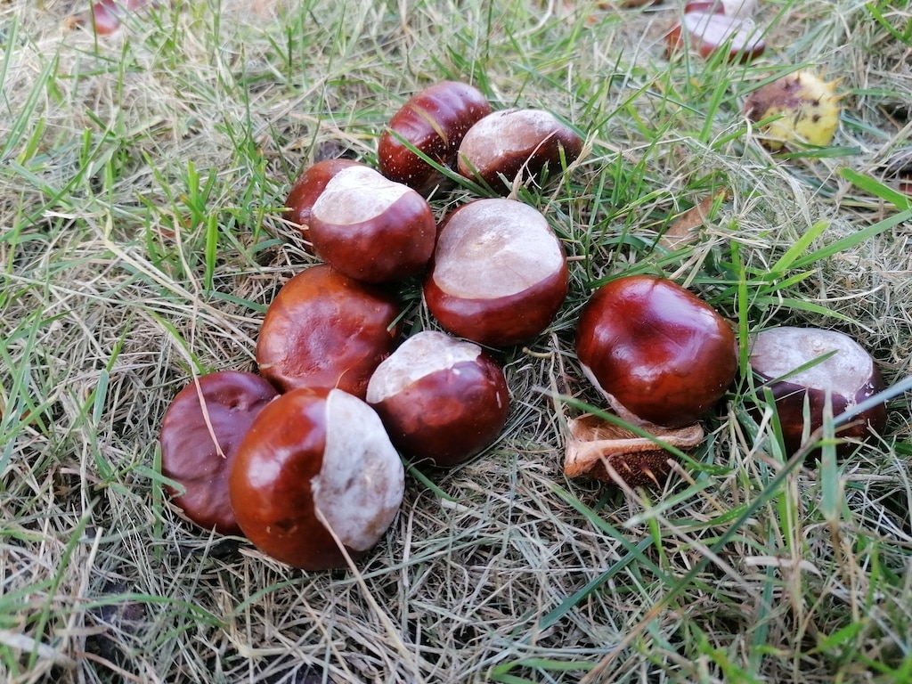 Für Kastanien, Eicheln und Nüsse gibt es Taschengeld