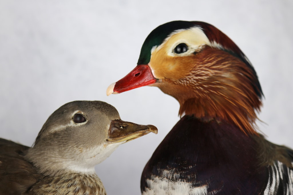 “Sex and Gender”: Ausstellungseröffnung im Aquazoo Löbbecke Museum