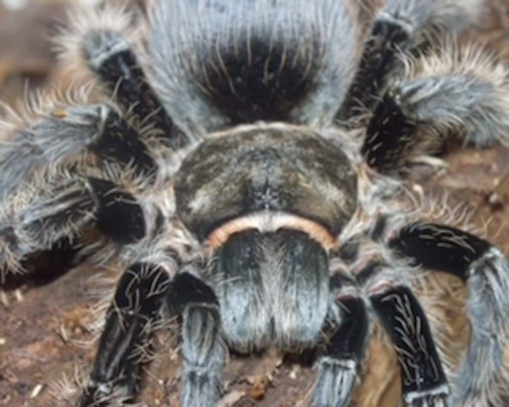 Gruselführung durch den nächtlichen Aquazoo