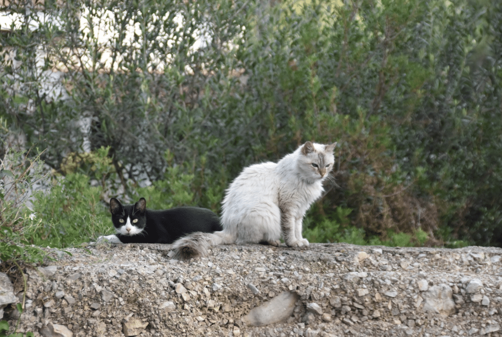 Katzenkastration für den Tierschutz