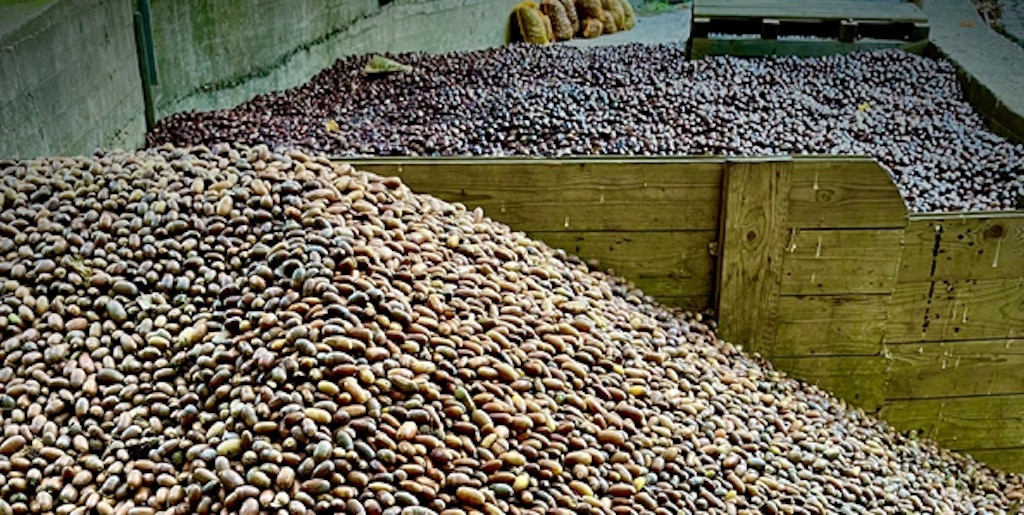 Tonnenweise Wildfrüchte für den Wildpark