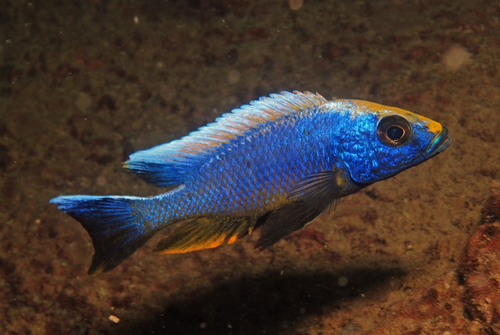 Geheimnisvolle Welten – Vorträge im Aquazoo