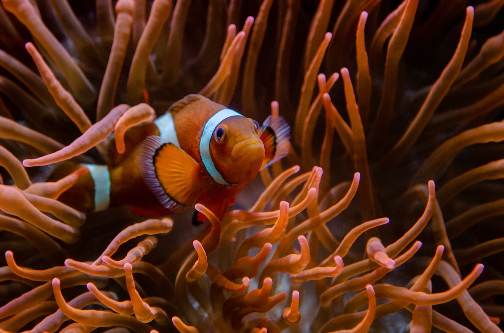 Vielfalt sexueller Fortpflanzungsstrategien im Aquazoo