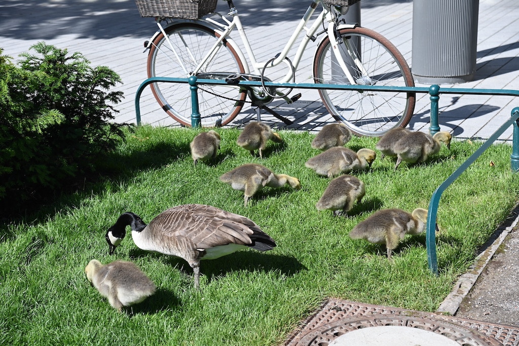 Gänsemanagement 2022: Stadt zieht Bilanz