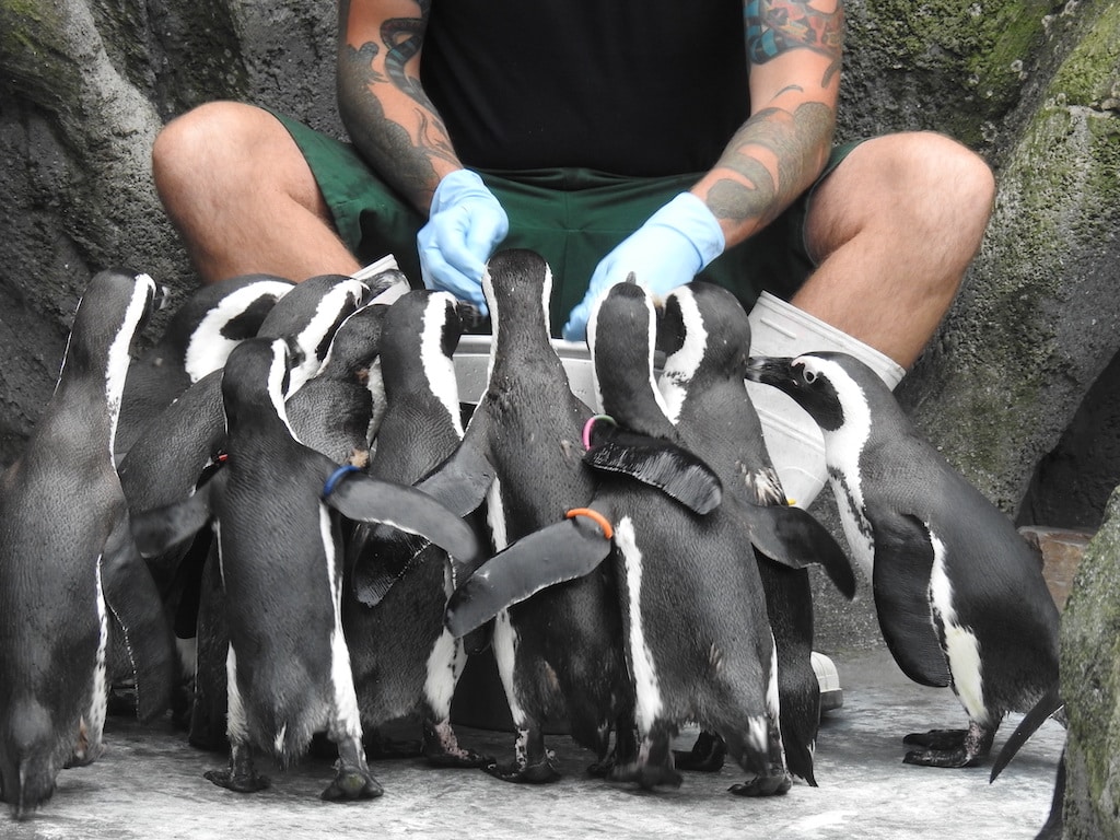 Kommentierte Fütterungen im Aquazoo starten wieder