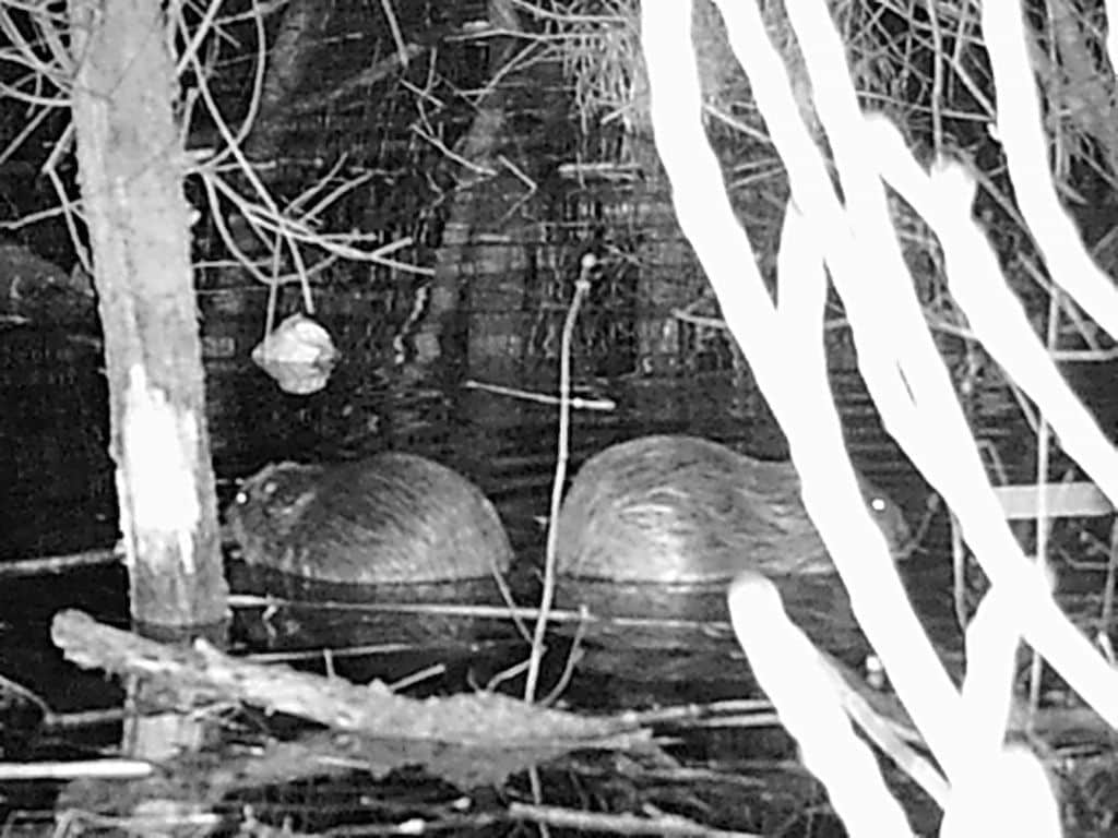 Der Biber kehrt zurück nach Düsseldorf