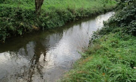 Öffentliche Gewässerschau an der Nördlichen Düssel