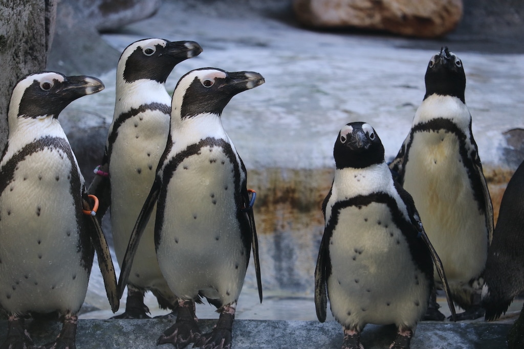 Aquazoo: Frühjahrsputz bei den Pinguinen