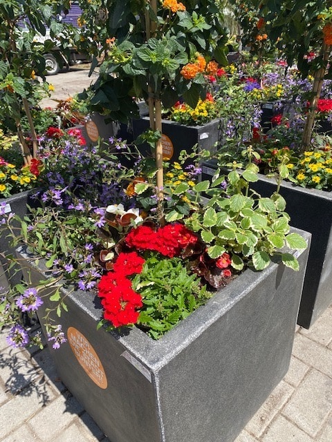 Blumenoasen für den Düsseldorfer Norden