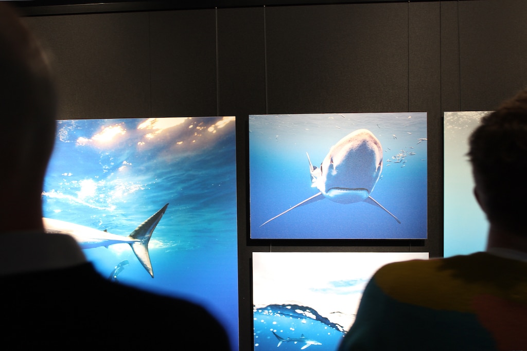 Unter Giganten im Aquazoo