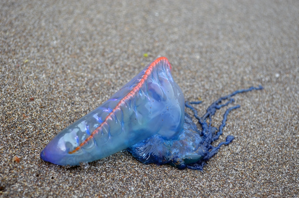 Vortrag “Augen auf beim Muscheln-Sammeln” im Aquazoo Löbbecke Museum