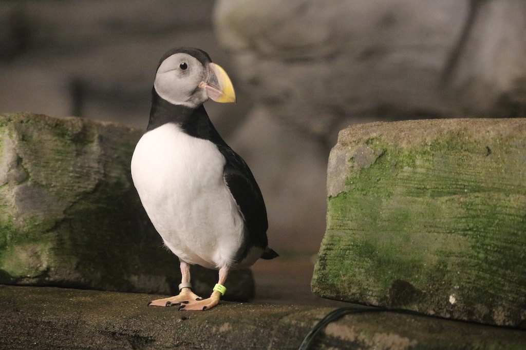 Aquazoo Löbbecke Museum feiert Welt-Papageien-Tag mit besonderer Aktion