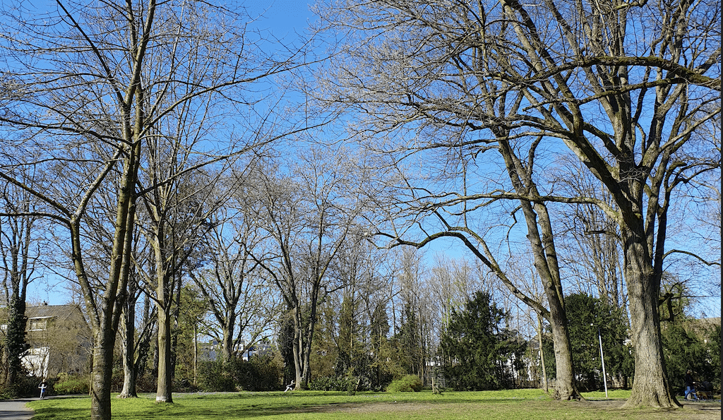 Klimaanpassung und Biodiversität am Alten Gerresheimer Friedhof