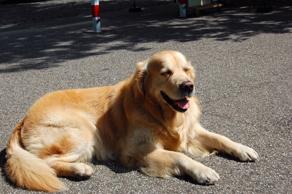 Tiere bei Hitze nicht im geparkten Auto lassen!