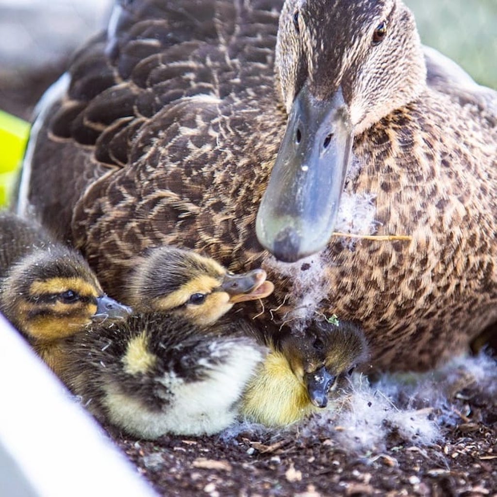 Dämlich: Entenjagd aus Jux