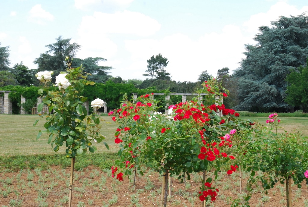 Stadt vergibt Patenschaften für ein Rosenbeet im Nordpark