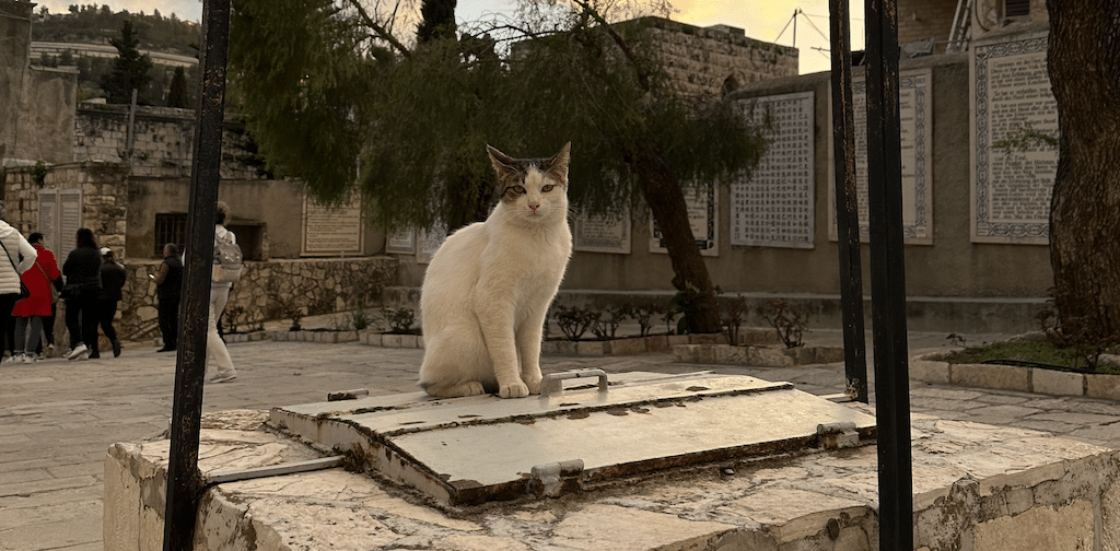 Vorsicht bei der Einfuhr von Tieren aus dem Ausland