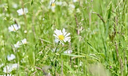 “Unterwegs im Grünen”: Im August bietet die Stadt Führungen an