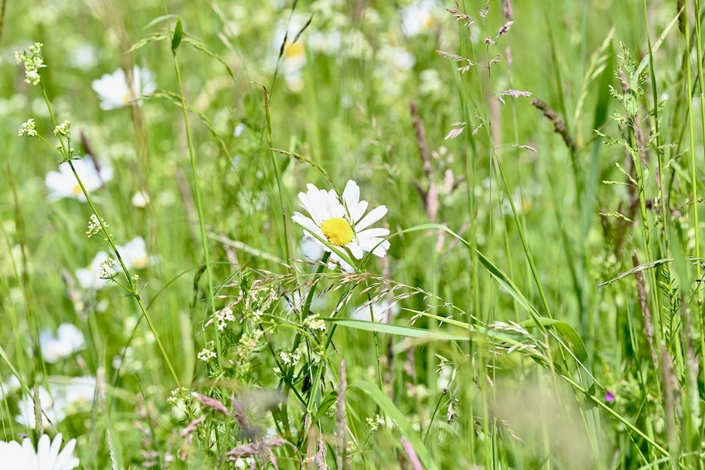 Online-Befragung zum städtischen Grün