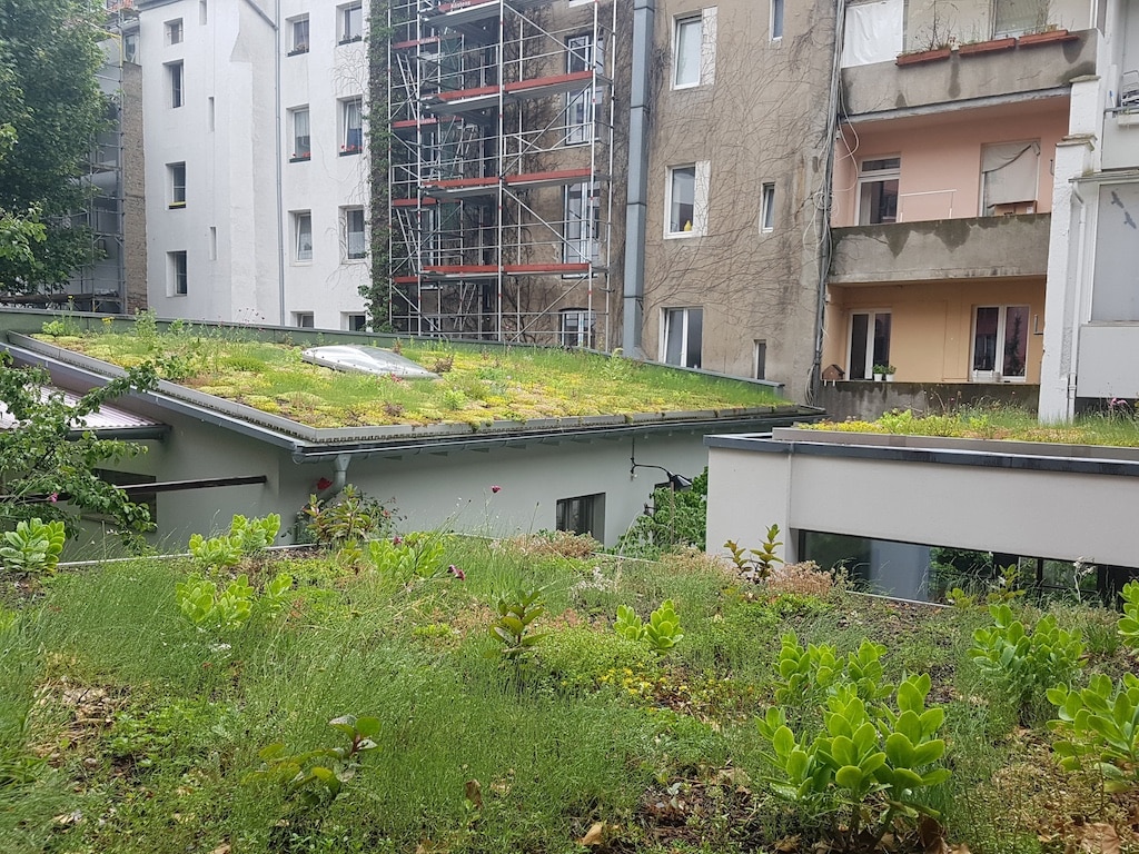 Stadt fördert Dach‑, Fassaden und Innenhofbegrünung