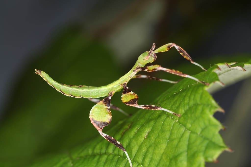Tarnen, warnen, täuschen im Aquazoo