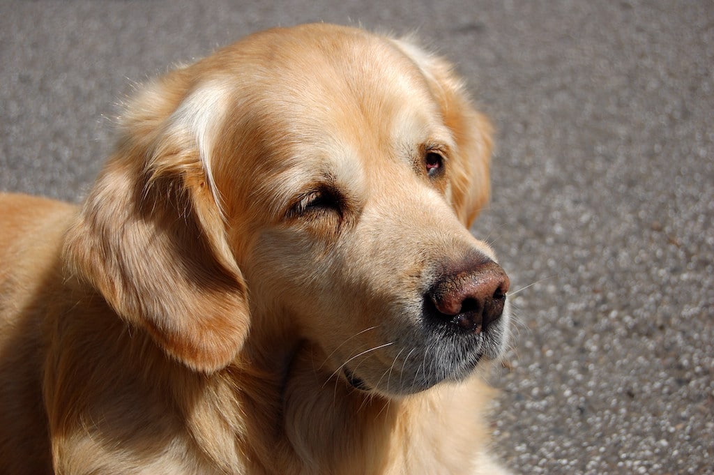 Tiere sind als Weihnachtsgeschenk ungeeignet: Ein Appell des Instituts für Verbraucherschutz und Veterinärwesen