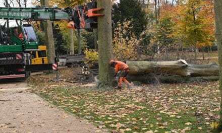Stadt fällt 173 kranke Bäume – Kontrollen sichern Verkehrssicherheit