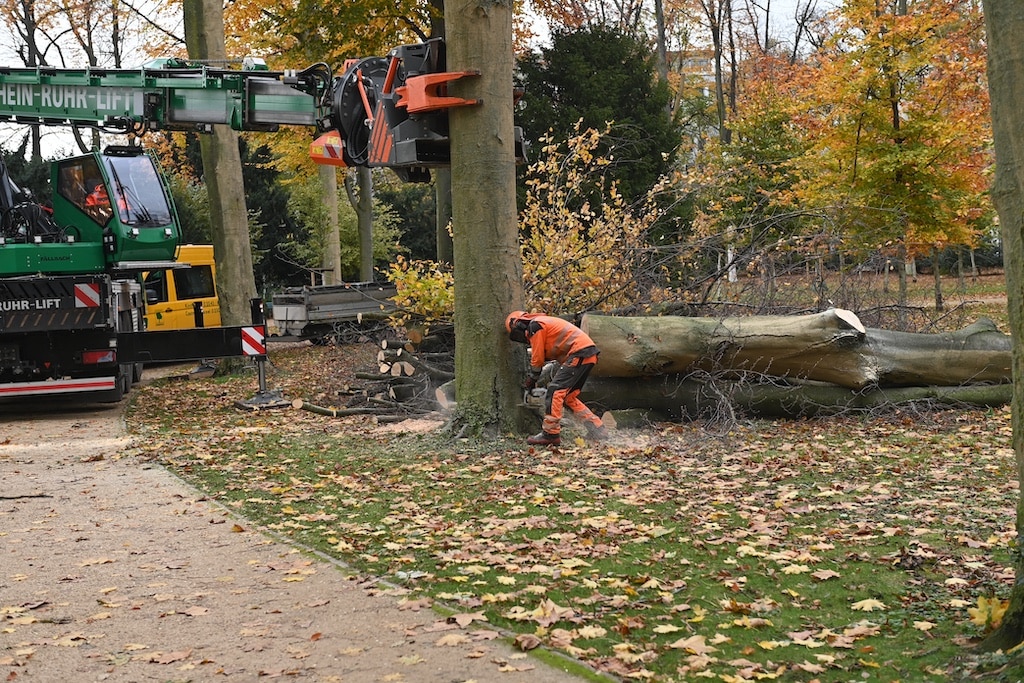 Symbolbild Baumpfällungen © Lokalbüro