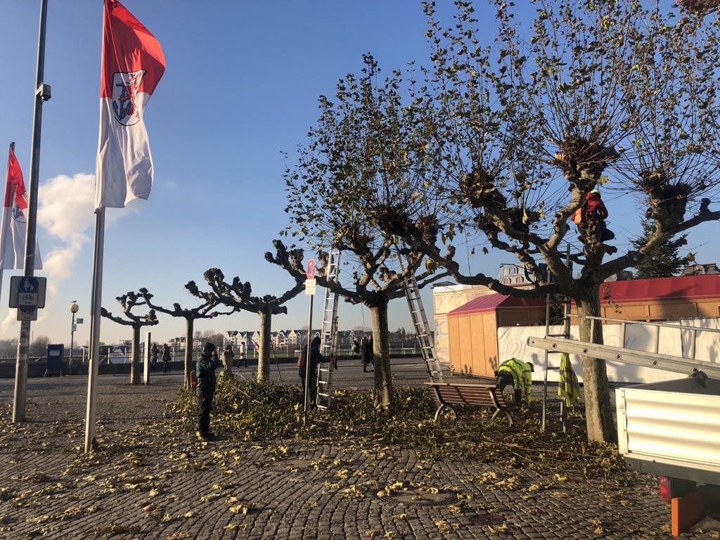 Schirmplatanen erhalten Pflegeschnitt