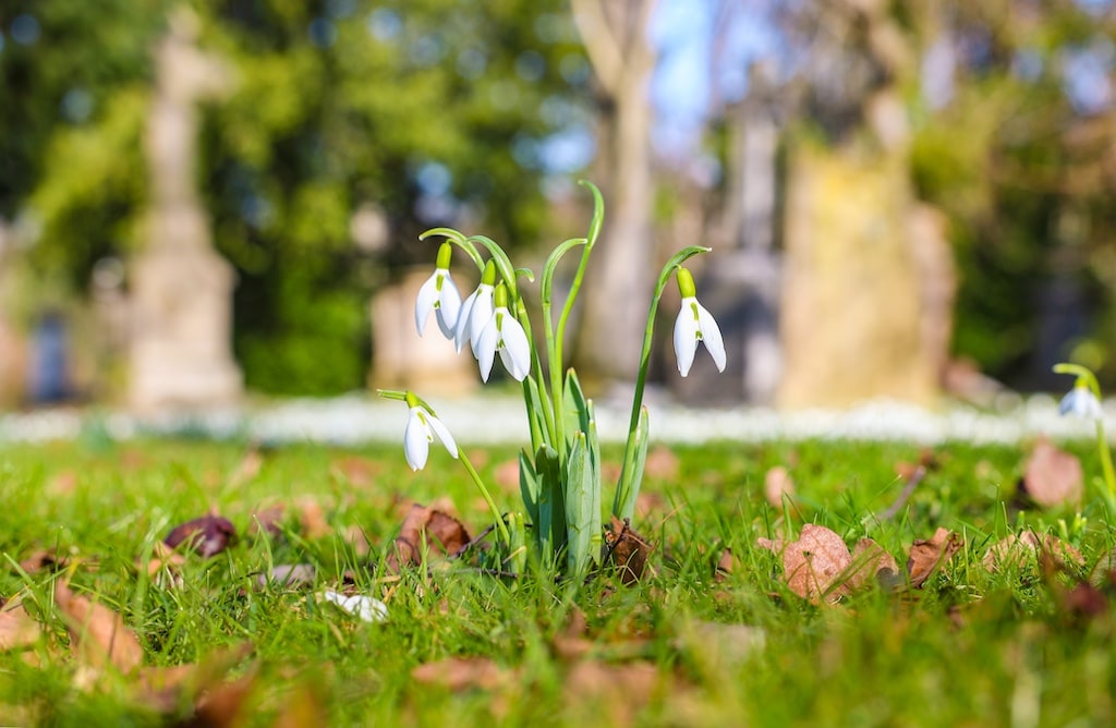 Frühlingszauber in Düsseldorfs Grünanlagen: Ein Farbenspiel erwacht