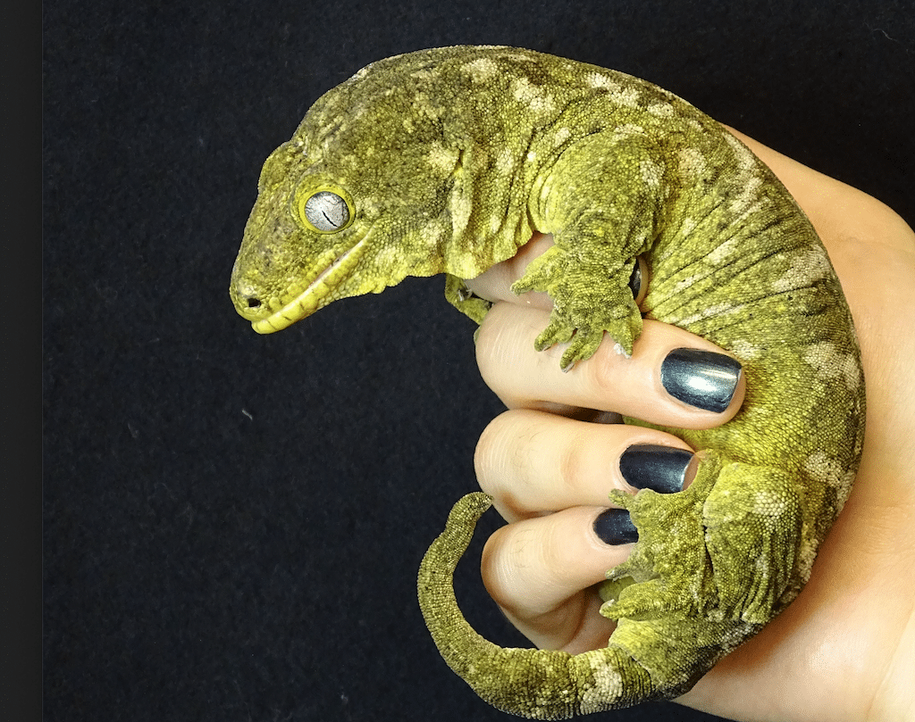 Zootier des Jahres im Aquazoo zu bestaunen