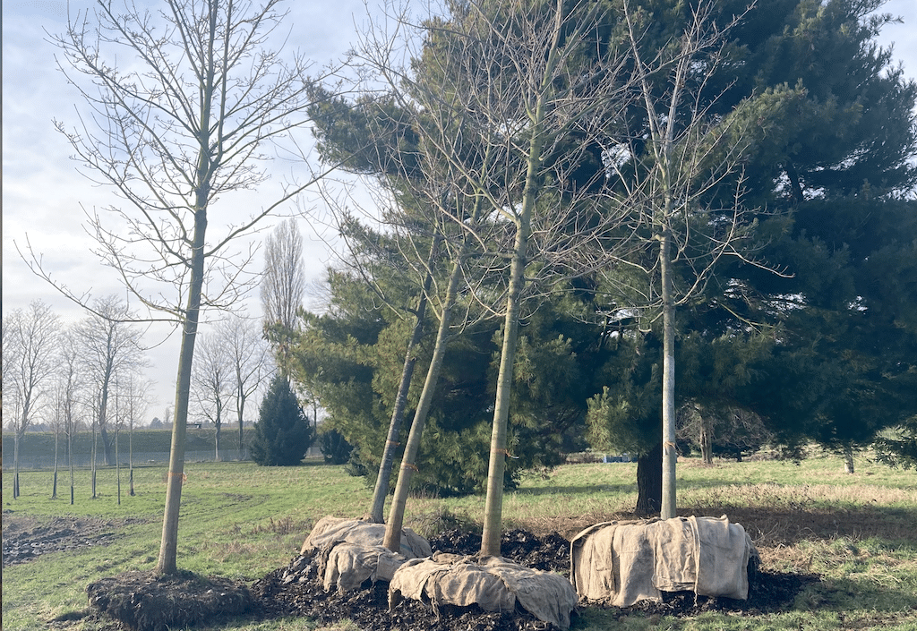 Große Bäume sollen nun im Feldmühlenpark und in der Grünanlage Niederkassel gedeihen
