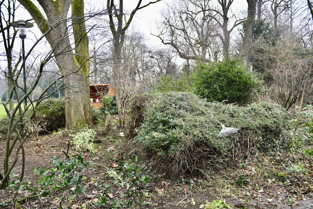 Jetzt ist Zeit für den Gehölzschnitt