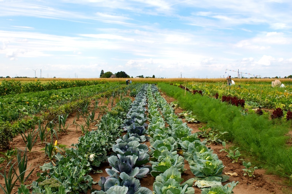 meine ernte Mietgärten in Düsseldorf jetzt noch buchbar für die Saison 2024!