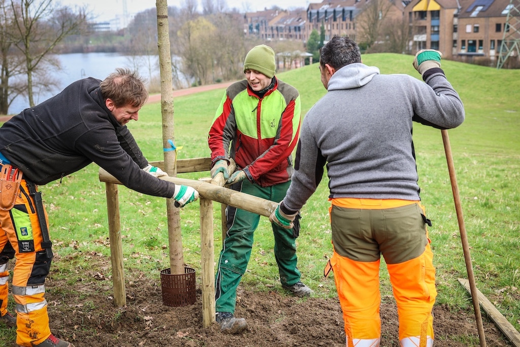 Düsseldorf pflanzt Zukunft: 150 neue Bäume für den Südpark