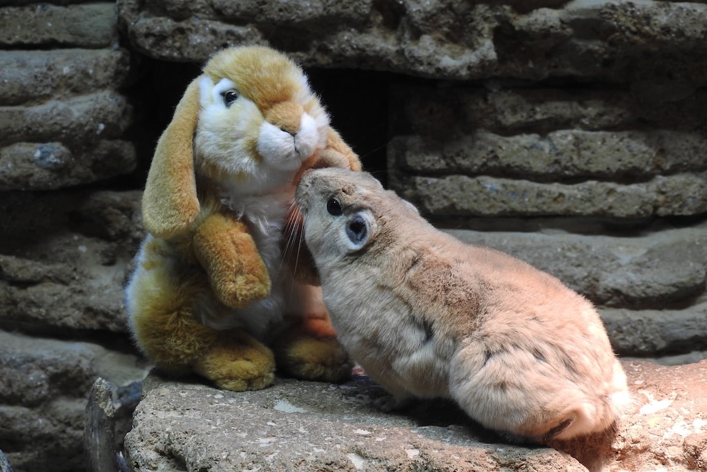Osterspaß mit Kaninchenfisch, berühmten Stars und Eiersuche