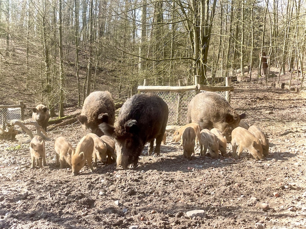 Nachwuchs im Wildpark: Wildschweine haben Junge bekommen