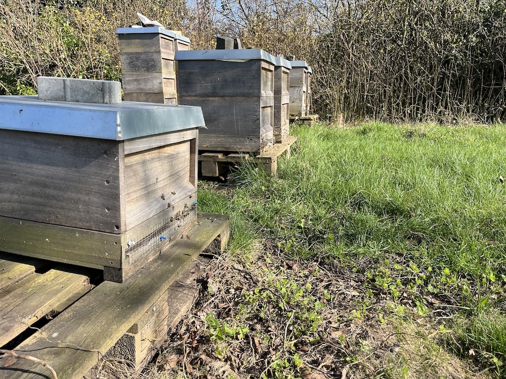 Imkern für Einsteiger: Der Weg zu eigenem Honig