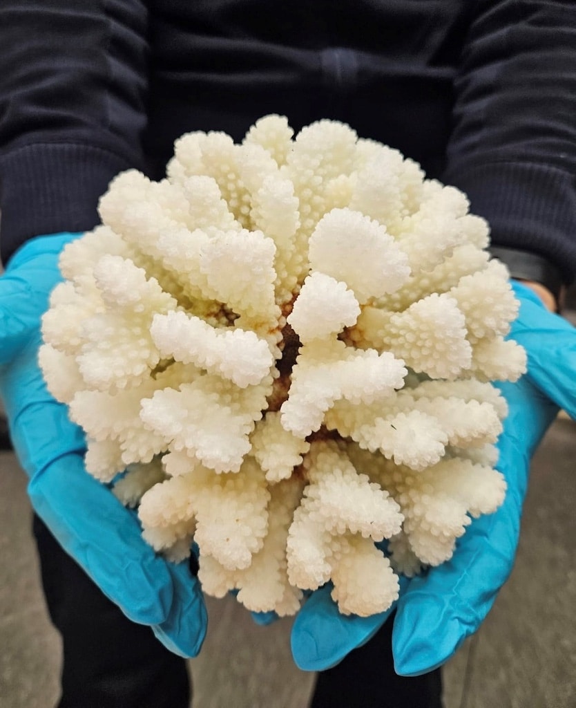 Zoll stellt Steinkoralle sicher