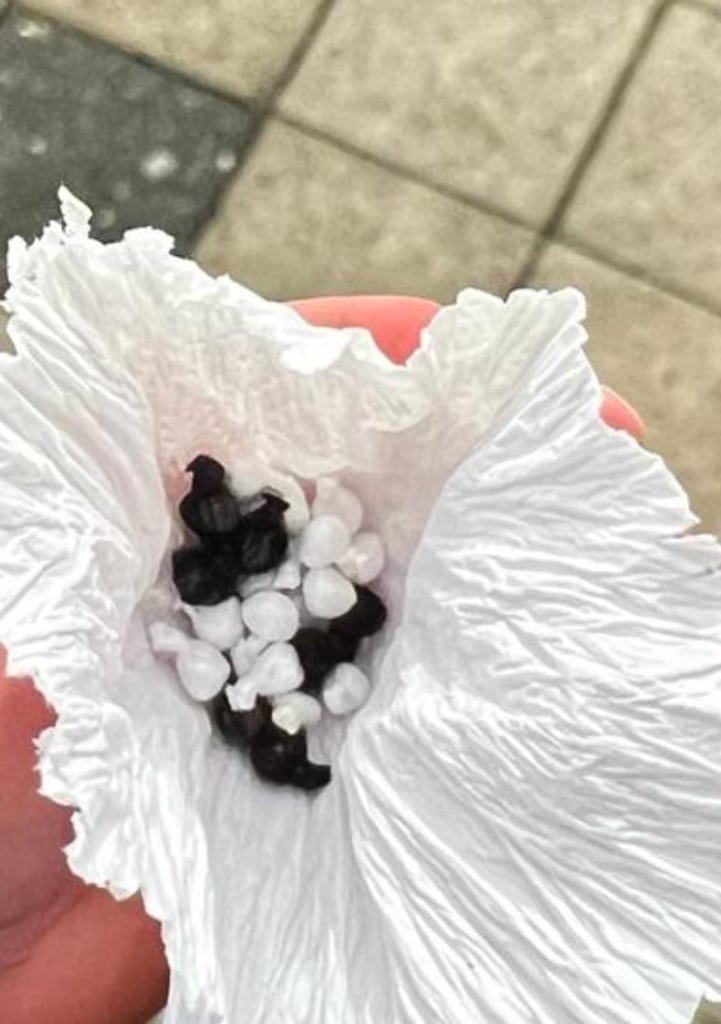 Einsatz gegen die Drogenszene