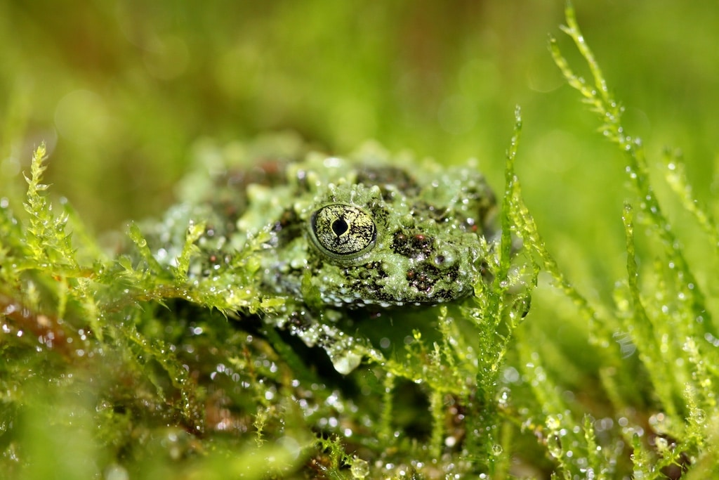 Tierfotografie im Aquazoo Löbbecke Museum — Workshop für Erwachsene