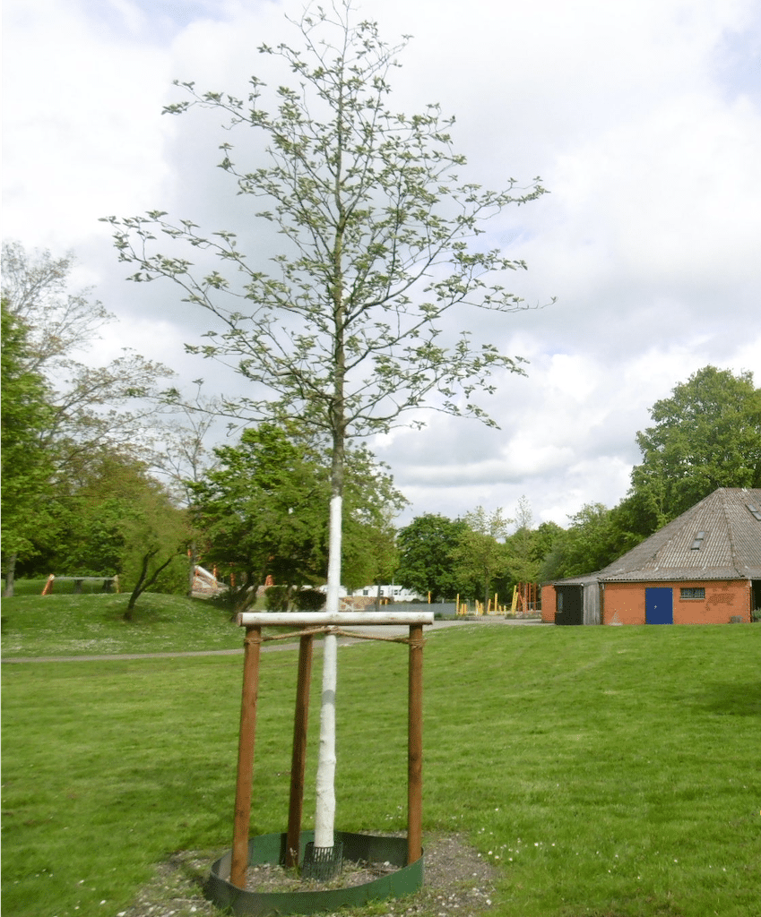Stadt Düsseldorf pflanzt Mehlbeere in der Freizeitanlage Heerdt