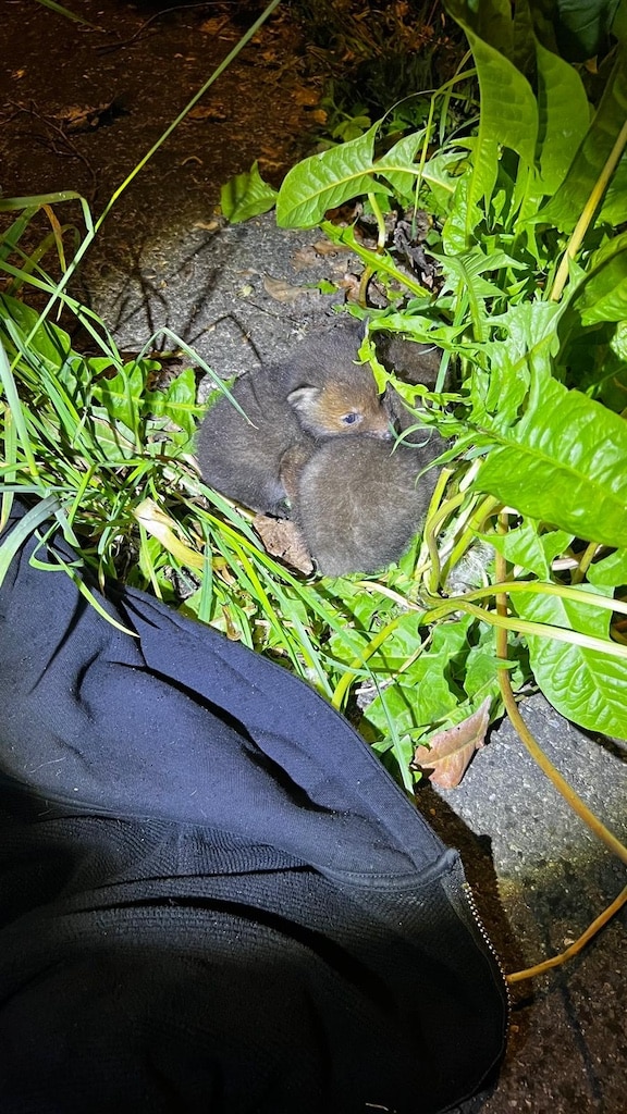 Zwei verwaiste Fuchsbabys Foto: Polizei Zwei verwaiste Fuchsbabys Foto: Polizei