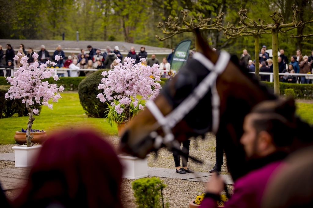 Super-Sonntag in Düsseldorf: Kirschblüten-Renntag 2024 vereint Sport, Kultur und Wettspaß