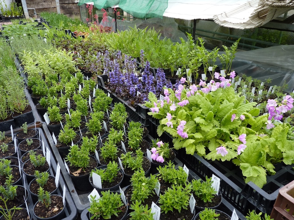 Seltene Pflanzen für den heimischen Garten: Frühjahrspflanzenbörse im Botanischen Garten