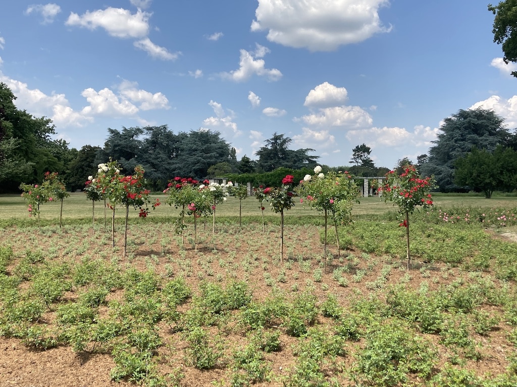 Stadt vergibt zwölf neue Rosenpatenschaften im Nordpark